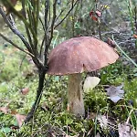 Pod Lasem W Miejscowosci Rozogi- Mazury 別荘 *