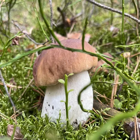 Pod Lasem W Miejscowosci Rozogi- Mazury 別荘 *
