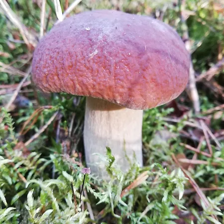 別荘 Pod Lasem W Miejscowosci Rozogi- Mazury Rozogi